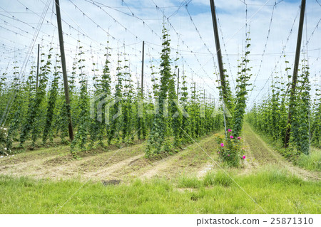Hops Field in France. Organic Plantation of Hops 25871310