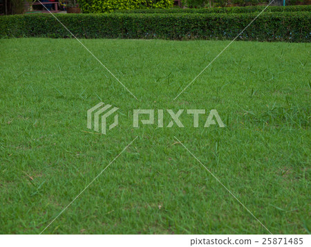 green lawn 25871485