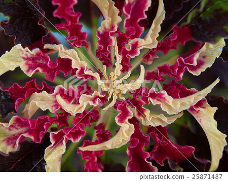 Red and yellow "Flame Lily" flower 25871487