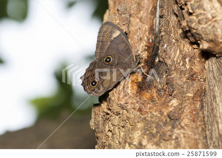 Black lizard 25871599