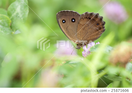 Janome butterfly Janome butterfly 25871606