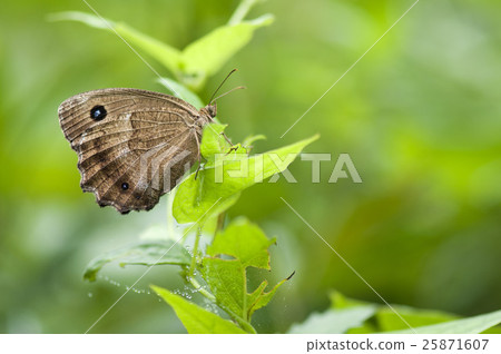 Janome butterfly 25871607