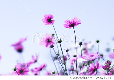Cosmos flowers 25871744