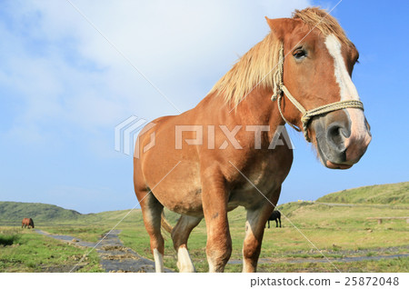 Kusousenri的馬 Kusousenri的馬 25872048