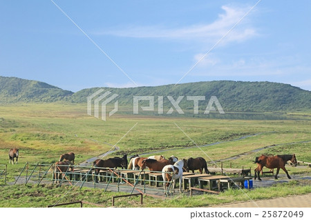 Kusousenri的馬 25872049