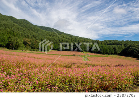 Red soba no Sato 25872702