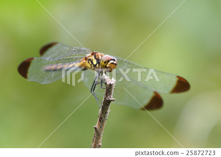 Konoshimetornbo (female) 25872723