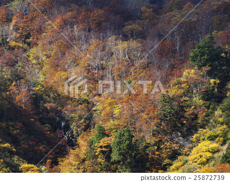 Autumn leaves of Mt. Forest Road (Toyama Prefecture) Autumn leaves of Mt. Forest Road (Toyama Prefecture) 25872739