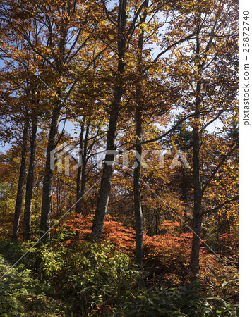 Autumn leaves of Mt. Forest Road (Toyama Prefecture) Autumn leaves of Mt. Forest Road (Toyama Prefecture) 25872740