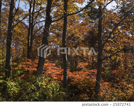 Autumn leaves of Mt. Forest Road (Toyama Prefecture) Autumn leaves of Mt. Forest Road (Toyama Prefecture) 25872741