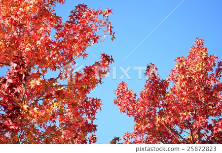 Fu colored leaves Fu colored leaves 25872823
