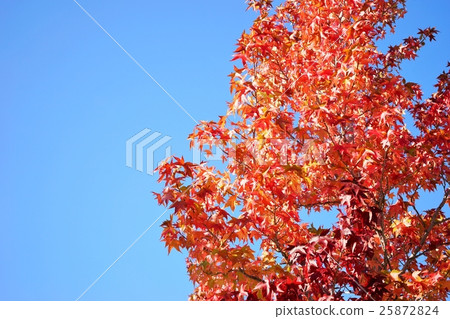 Fu colored leaves 25872824