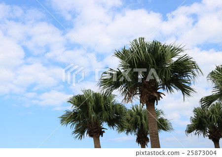 Palm palm blue sky 25873004