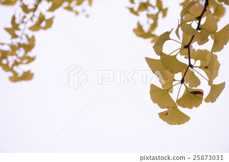 黃葉 - 銀杏 25873031