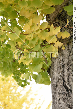 銀杏樹 25873032