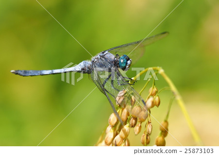 Shiokaratombo（男性）和耳朵米飯 25873103