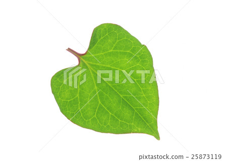 Dokudami葉子 - 魚腥草 -  25873119