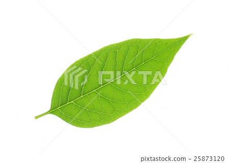 Yoshishi梨的葉子 25873120