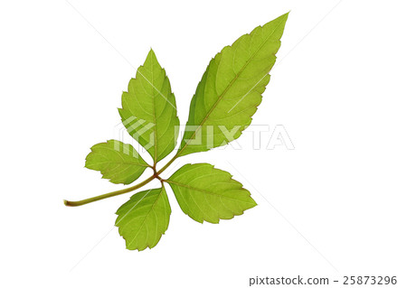 Yabugarashi leaves Yabugarashi leaves 25873296