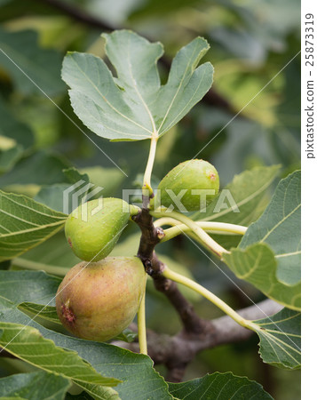 Fig's field 25873319