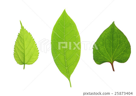 Three kinds of leaves Three kinds of leaves 25873404