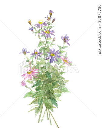 Nogue Chrysanthemum 25873786