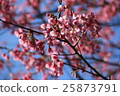 花 植物 櫻花 櫻花樹 山櫻 25873791