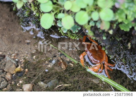 Sawagani living in Akitsuki 25873968