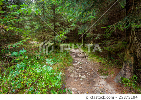 an footpath in the forest 25875194