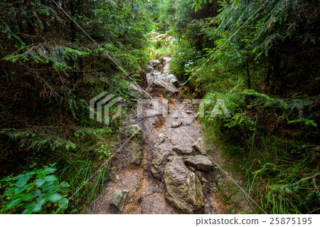 an footpath in the forest 25875195