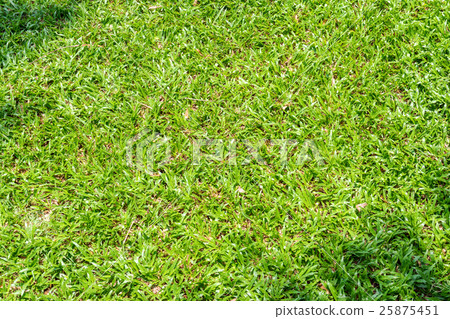 Fresh green comfortable lawn 25875451