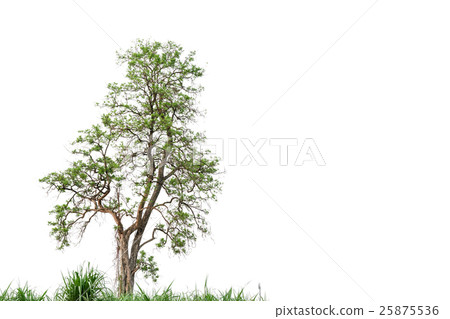 Green nature tree  on white background. 25875536