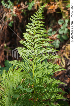 closeup of Fern leaf in a forest in autumn. 25875820