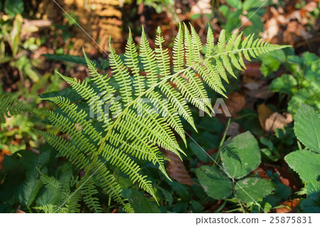 closeup of Fern leaf in a forest in autumn. 25875831