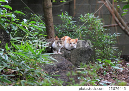 Kitten looking at this place Kitten looking at this place 25876443