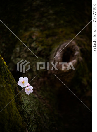 Cherry blossoms bloom quietly Spring background material 25877198