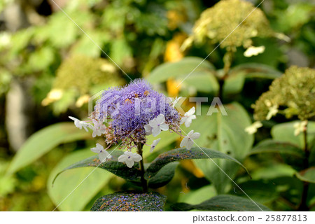 繡球花 25877813
