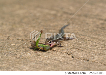 蟒蛇肉掠食者蝗蟲 25878406