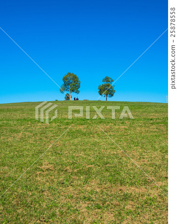 Green hills and trees 25878558