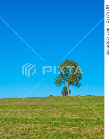 綠色的山丘和樹木 25878584