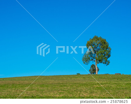 綠色的山丘和樹木 25878625