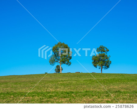 綠色的山丘和樹木 25878626