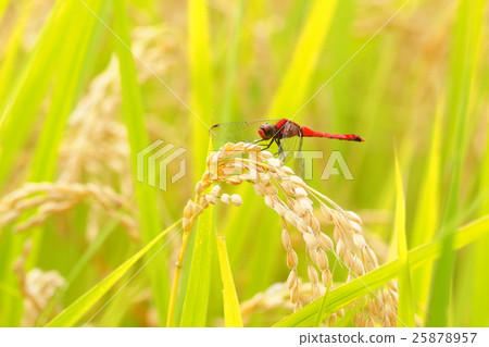 Natsuakane（男性）和耳朵米飯 25878957