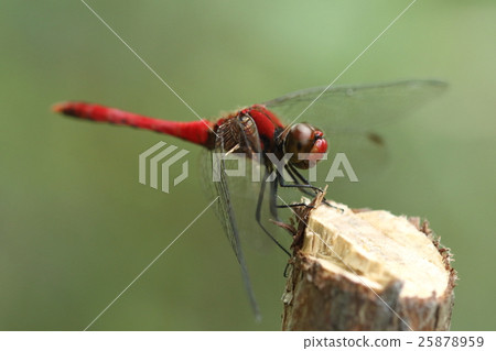 Creatures Insects Natsuakane, named "Summer", but it can be seen until the early winter as well as Akiakane 25878959