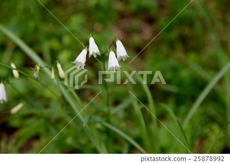 Tuliganinjin Tuliganinjin 25878992