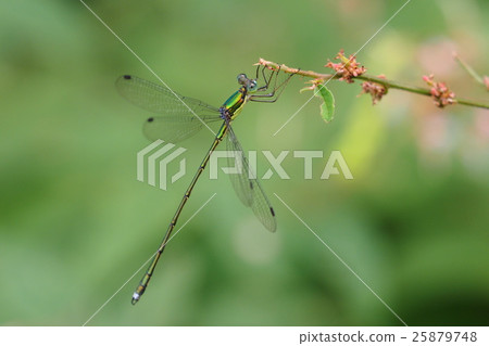 Blueberry moss (male) 25879748