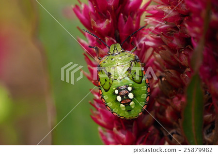 Minamino bug (5th instar larva) 25879982