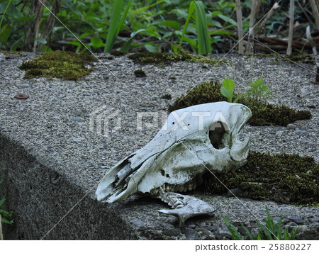 鹿的頭骨（2016年5月Gofu縣本州市） 25880227