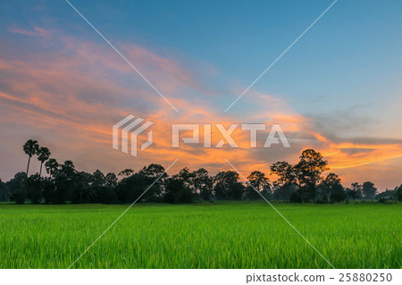 Abstract soft blurred and soft focus the silhouett 25880250