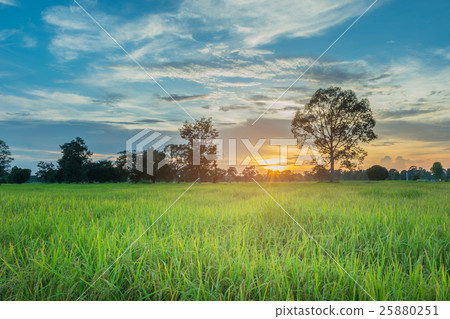 Abstract soft blurred and soft focus the silhouett Abstract soft blurred and soft focus the silhouett 25880251
